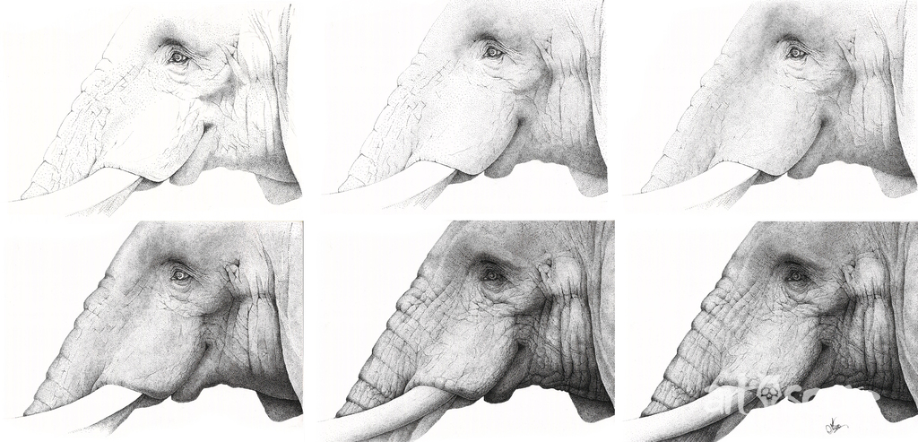 Elephantidae