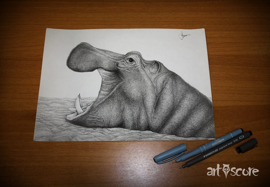 Hippopotamus