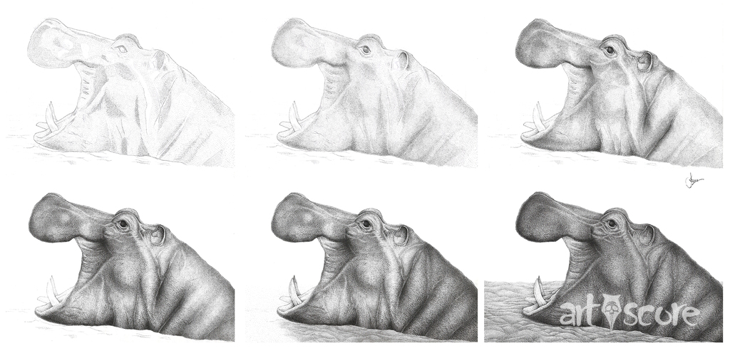Hippopotamus