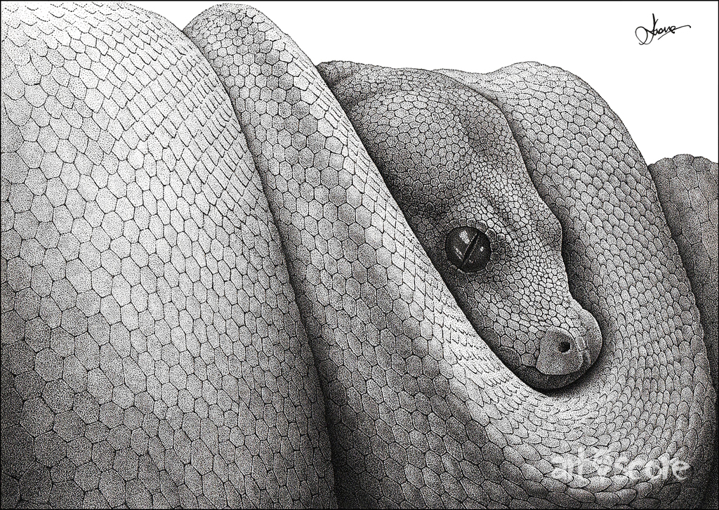 Pythonidae